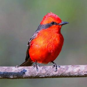 Pyrocephalus obscurus