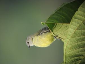 Tyrannulus elatus