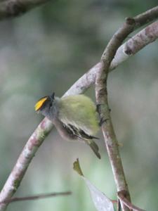 Tyrannulus elatus