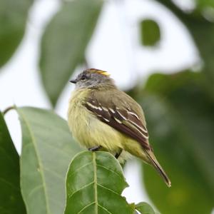 utils/thumbs/Tyrannidae/Tyrannulus_YNJ9Cjn2sdPFe6jMWx6qpP.JPG