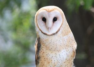utils/thumbs/Tytonidae/Tyto_Fef5AasALh6SeHmT3qKpjT.jpg