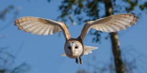 Tyto alba