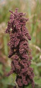 Urtica dioica subsp. galeopsifolia