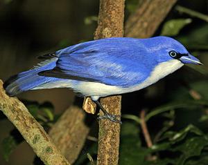 Cyanolanius madagascarinus