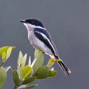 Hemipus picatus