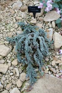 Junellia coralloides