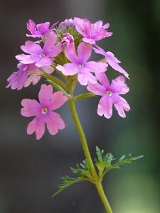 utils/thumbs/Verbenaceae/Verbena_8EiBLH3HbT2BG9gdAk5Yza.jpg