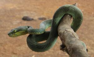 Craspedocephalus gramineus