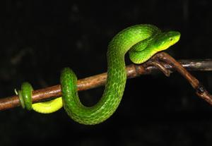 Craspedocephalus macrolepis