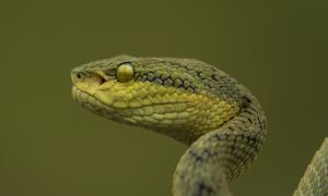 Craspedocephalus gramineus