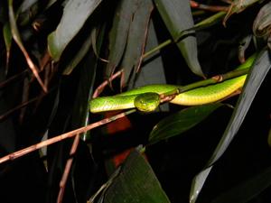 Craspedocephalus peltopelor