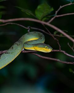 Craspedocephalus gramineus