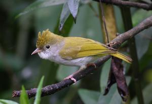 utils/thumbs/Vireonidae/Erpornis_SR9ZoNeURiyhYsqA4zPzts.jpg