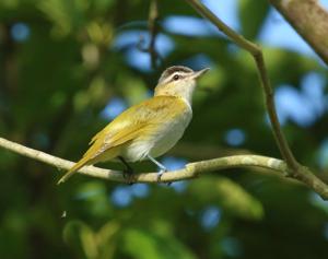 Vireo chivi