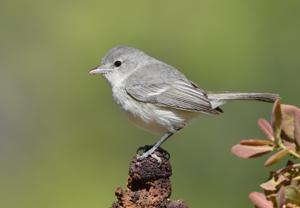 Vireo bellii