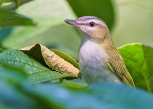 utils/thumbs/Vireonidae/Vireo_T2qUfnPrUKjYo7XFdPFjVN.jpg