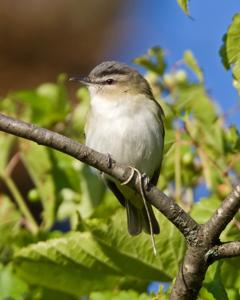 Vireo olivaceus
