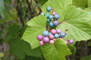 utils/thumbs/Vitaceae/Ampelopsis_PSwt2DfMG8dia5SCGKjrjm.jpg