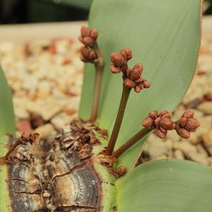 Welwitschia mirabilis