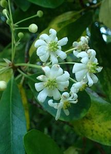 Drimys winteri