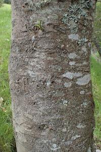 Drimys winteri