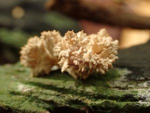 Xylaria flabelliformis