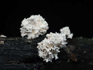 Xylaria flabelliformis