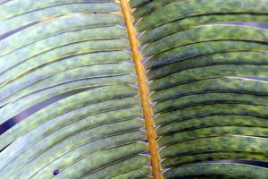 utils/thumbs/Zamiaceae/Microcycas_ZhcCoZ6dkqQdHDPwBDpHSq.jpg