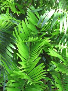 Zamia integrifolia