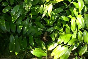 Zamia pseudomonticola