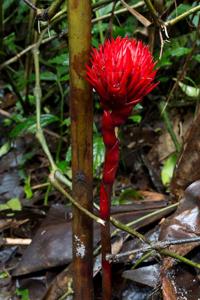 utils/thumbs/Zingiberaceae/Amomum_kQ37cKMfeK6b2p3LoeoHwX.jpg