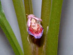 utils/thumbs/Zingiberaceae/Boesenbergia_PM55QnBhk2fTniKMng3sok.jpg