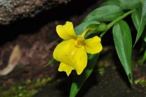 Caulokaempferia bracteata