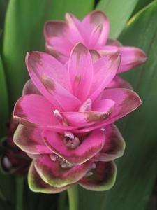 utils/thumbs/Zingiberaceae/Curcuma_4uXvn2moG4oTK2tPwNoV2Q.jpg