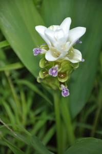 Curcuma parviflora