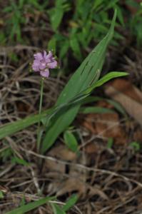 Curcuma sparganiifolia