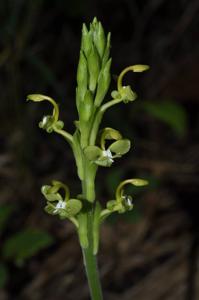 Gagnepainia harmandii