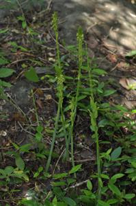 Gagnepainia harmandii