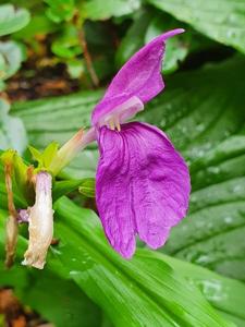 utils/thumbs/Zingiberaceae/Roscoea_cwRQGWQb67rP49tNVw8FFf.jpg
