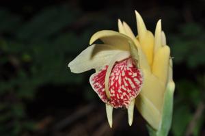 Zingiber pyroglossum