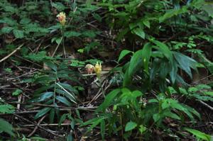 Zingiber pyroglossum