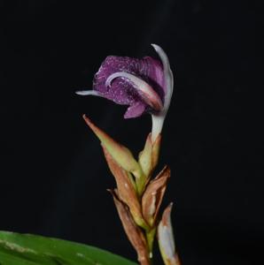 Zingiber sirindhorniae