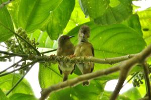 utils/thumbs/Zosteropidae/Rukia_CJP8Geb5RnbDjv9nuBkz6K.jpg