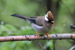 Yuhina diademata