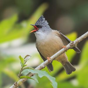 Yuhina nigrimenta
