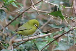 Zosterops poliogastrus kikuyuensis