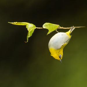 Zosterops palpebrosus