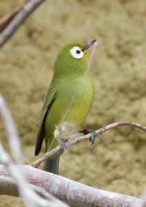 Zosterops poliogastrus kikuyuensis