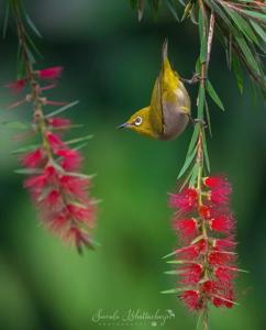 Zosterops palpebrosus