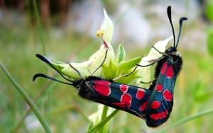 Zygaena carniolica